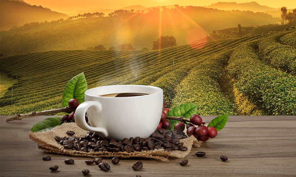 Projeto aprova acordo sobre mercado internacional do café