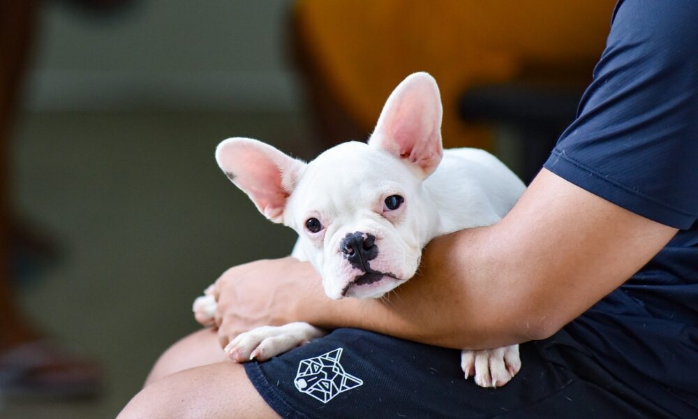 Hospital Público Veterinário de Salvador reforça que abandono de animais é crime